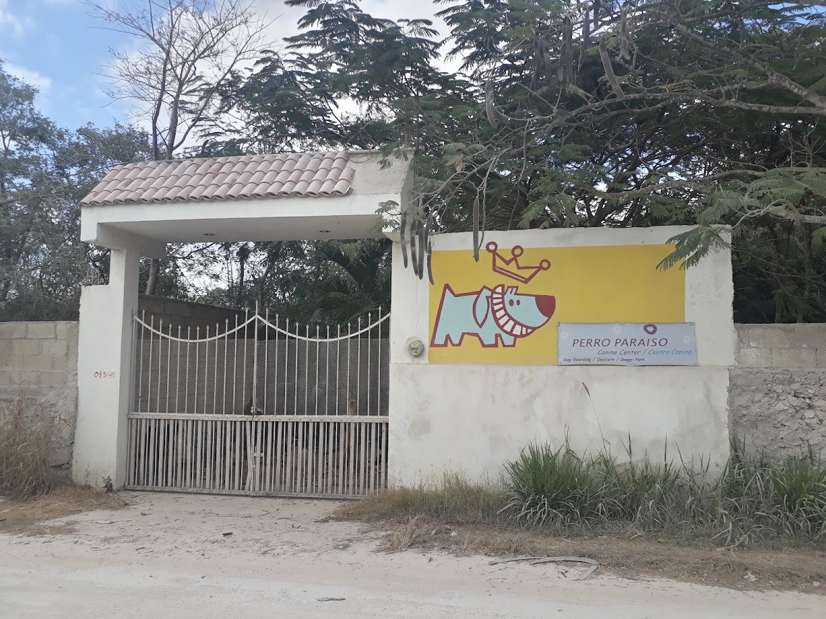 Perro Paraiso