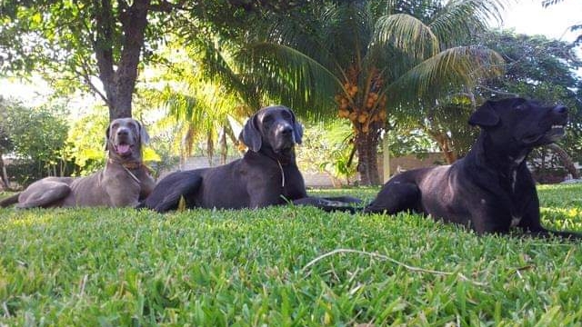 Perro Paraiso photo 2