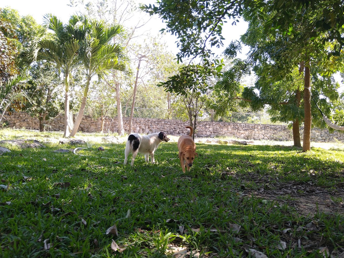 Perro Paraiso photo 3