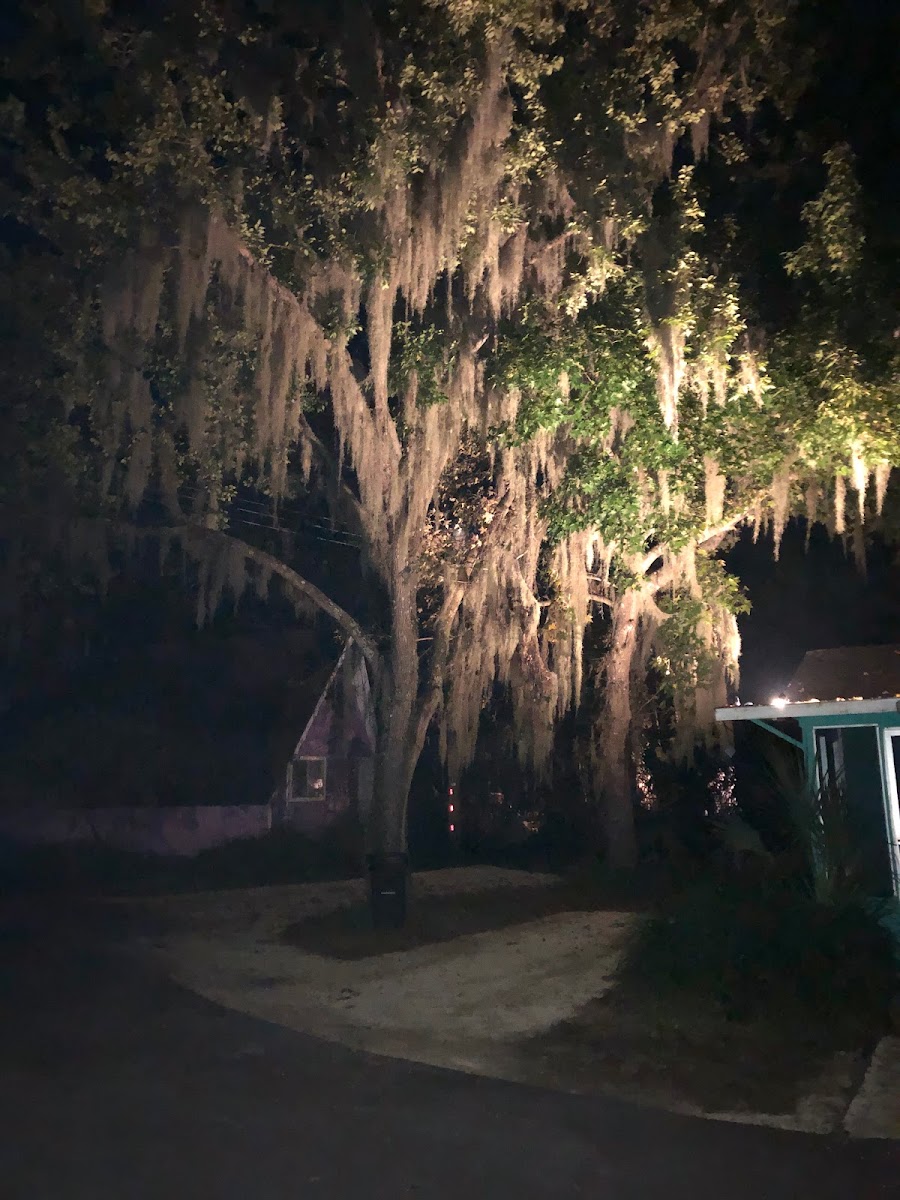 Homosassa River Retreat photo 3