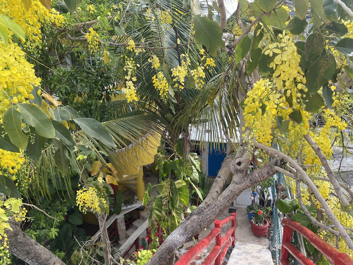 Maison Tulum photo 2