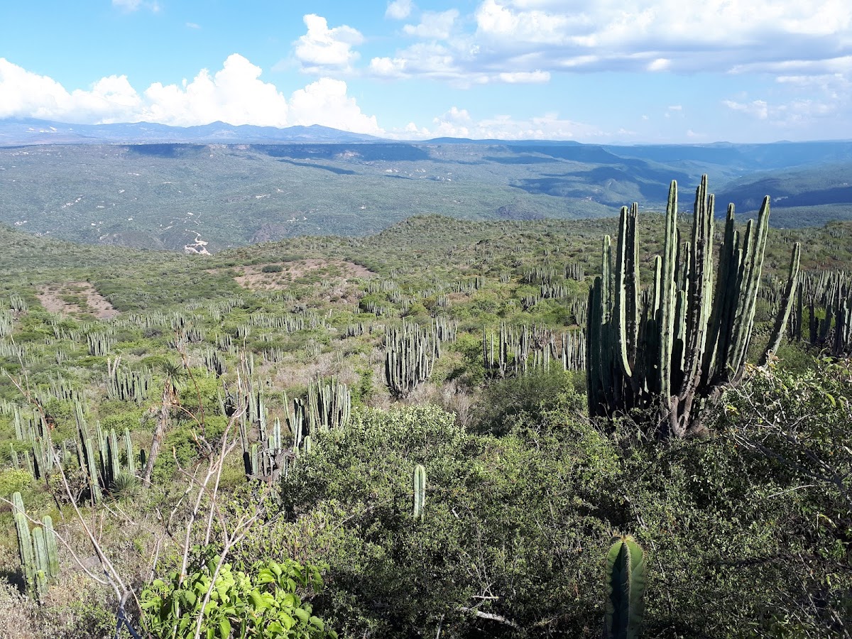 Reserva de la Biosfera Barranca de Metztitlán