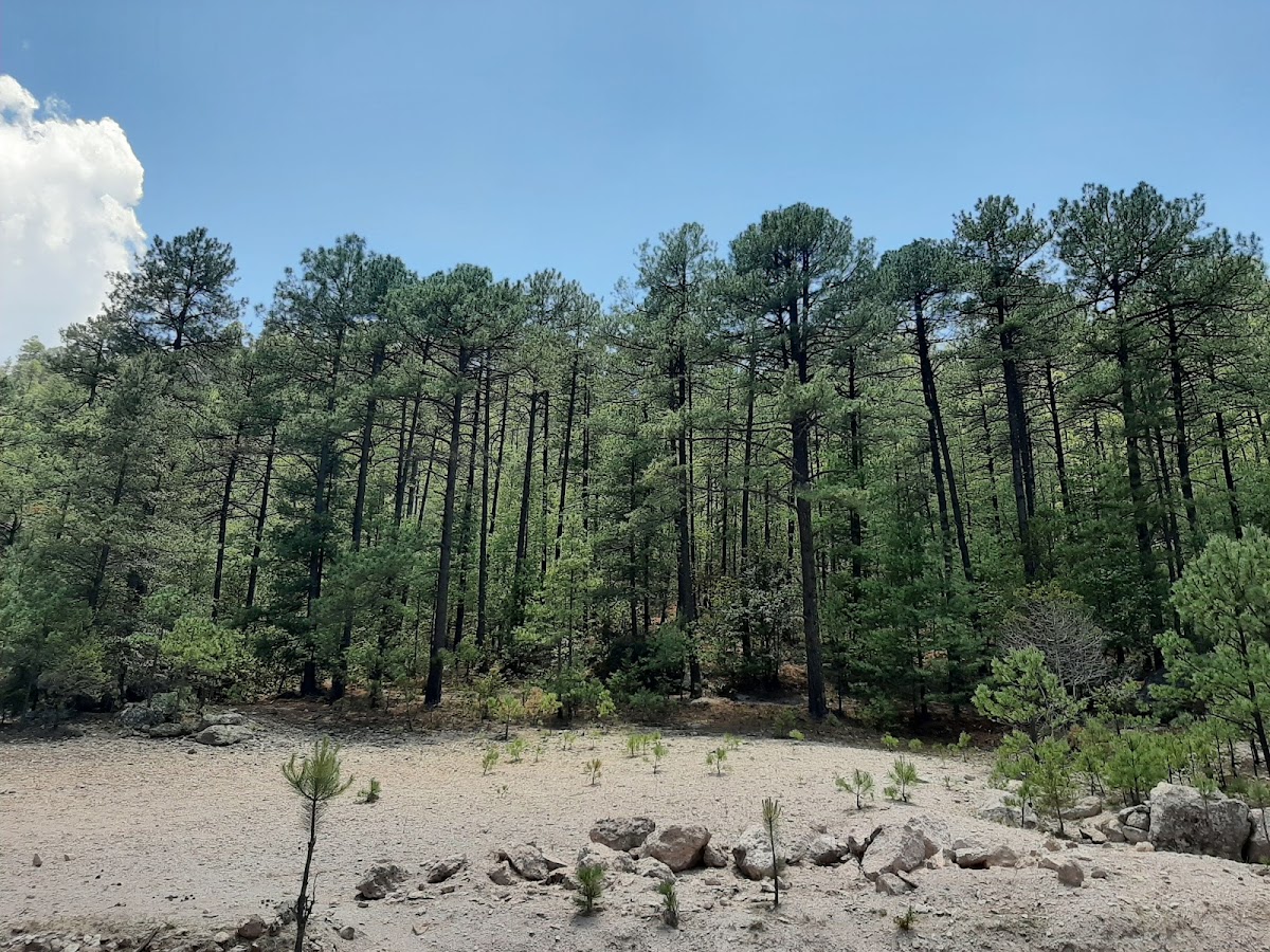 Cusarare River Sierra Lodge photo 2