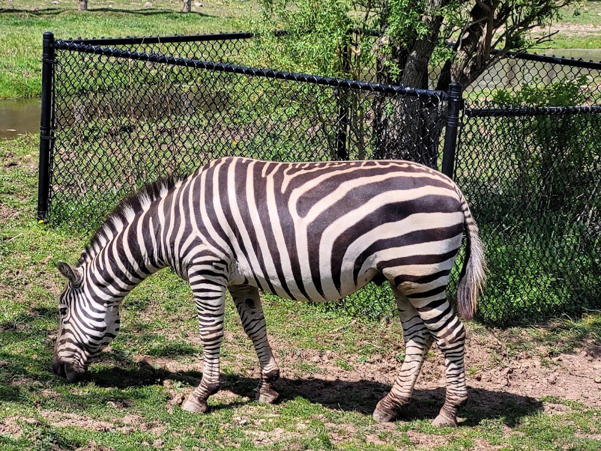 Magnetic Hill Zoo