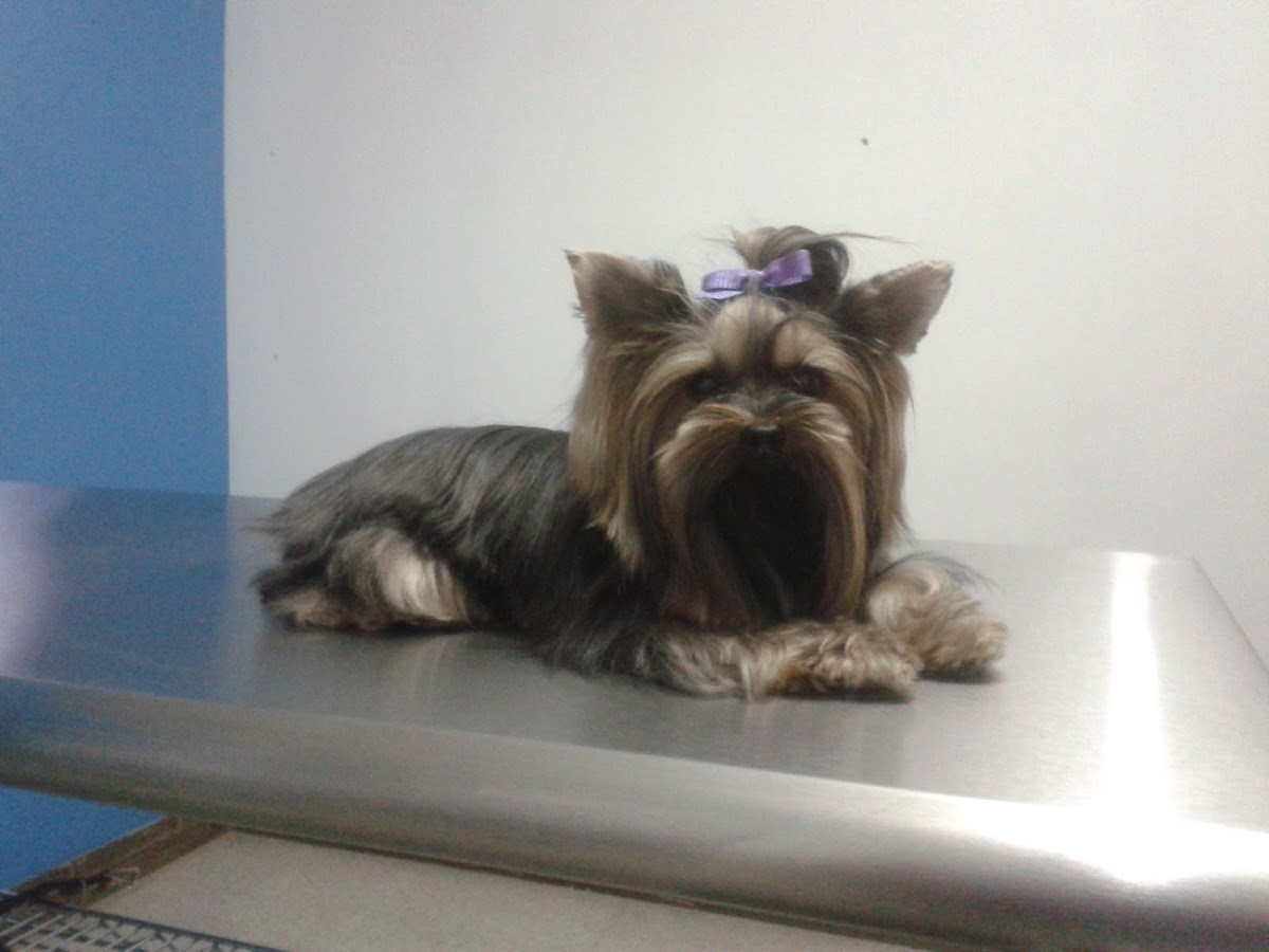 Amor Vet photo 2