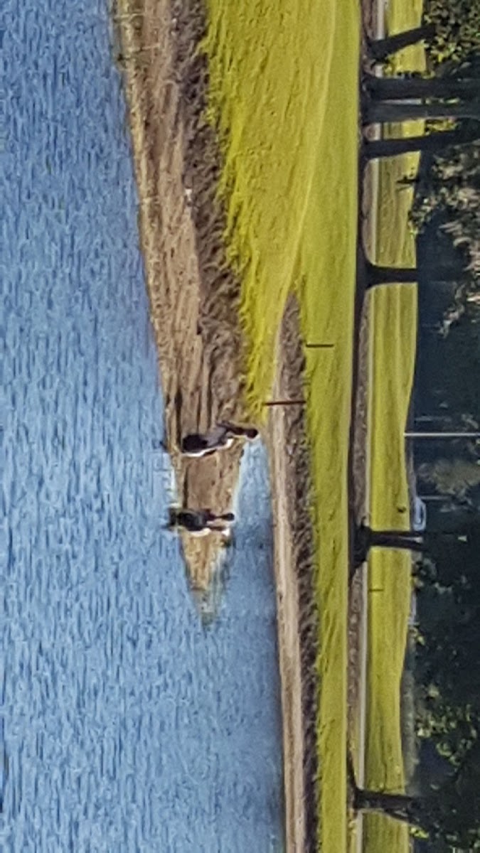 Champion Lely Resort photo 3