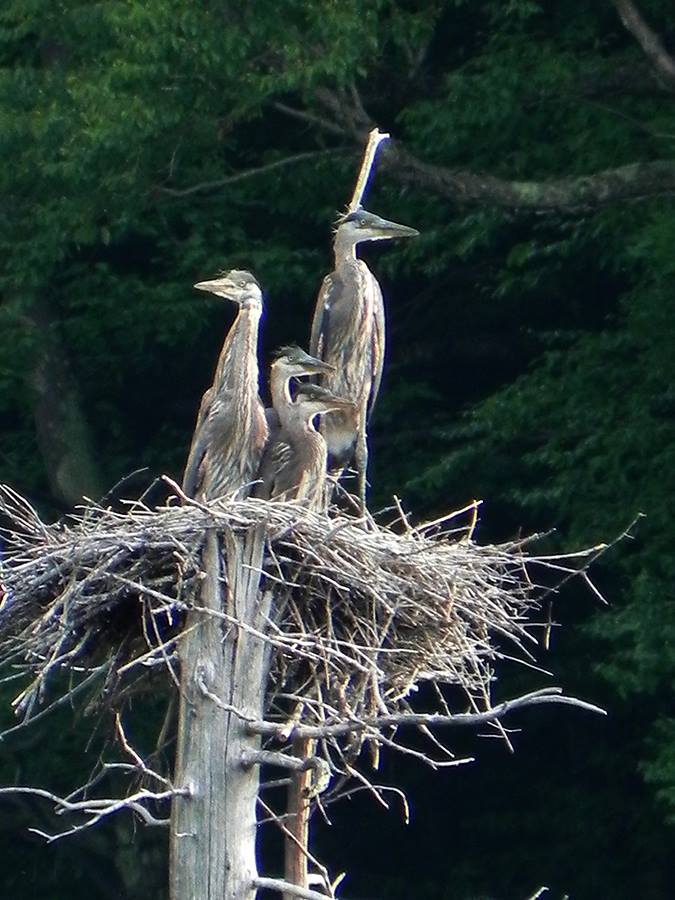 Blueberry Hill Inn photo 3