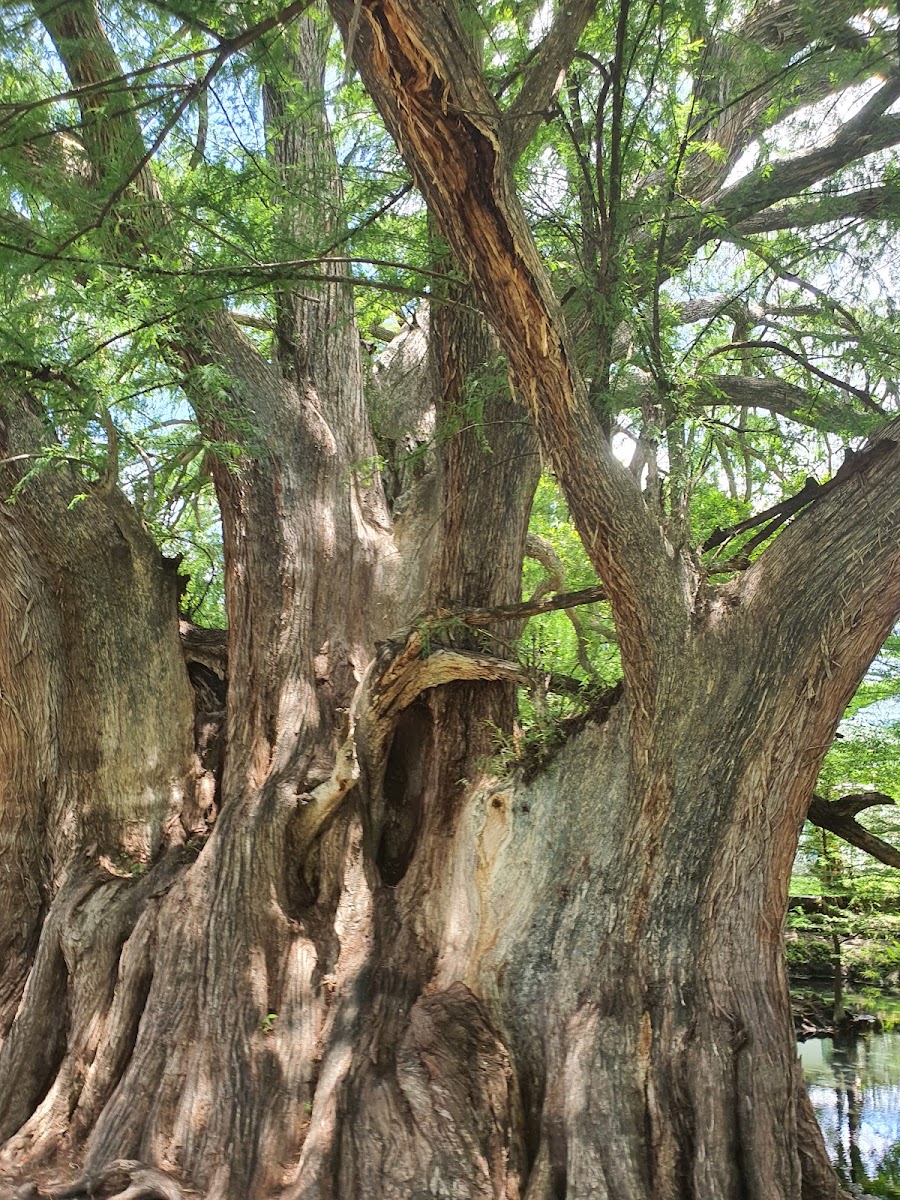 Millennial tree and Conca Springs