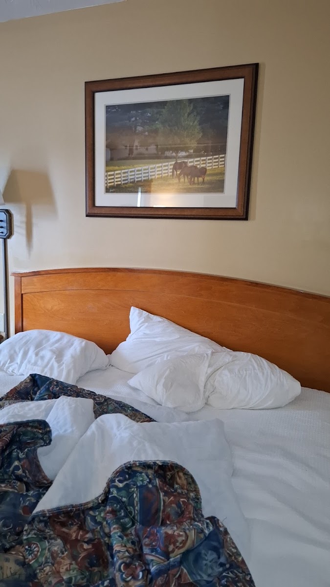 Winner's Circle Motel photo 3