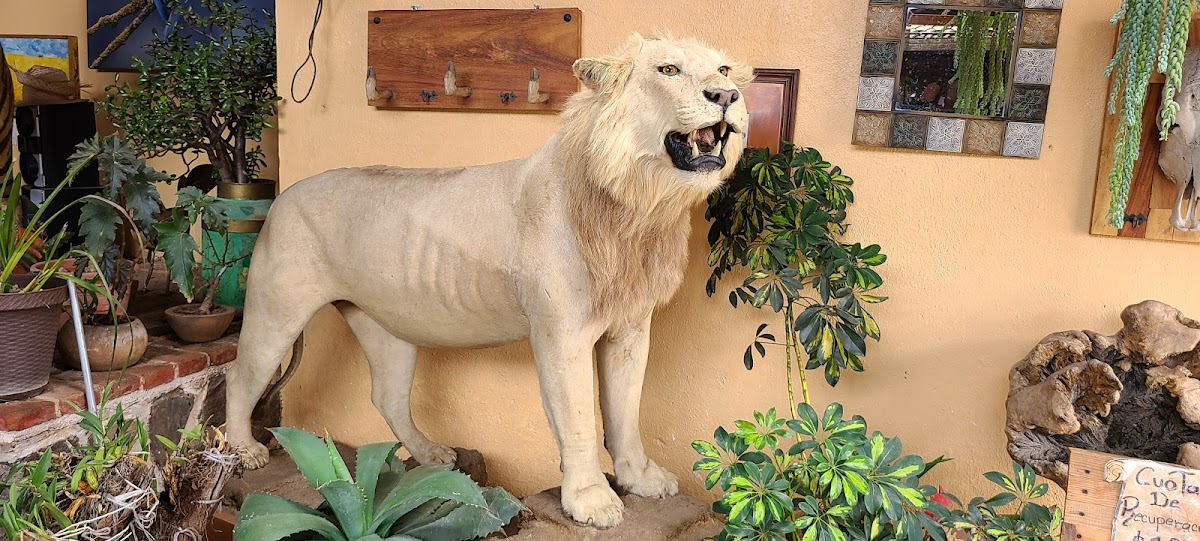 Hotel Quinta Angelica photo 3
