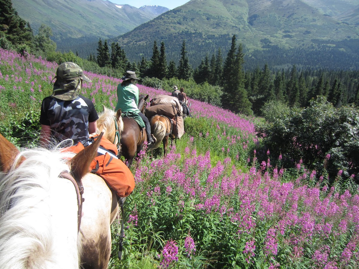 Alaska Horsemen Trail Advntrs photo 3