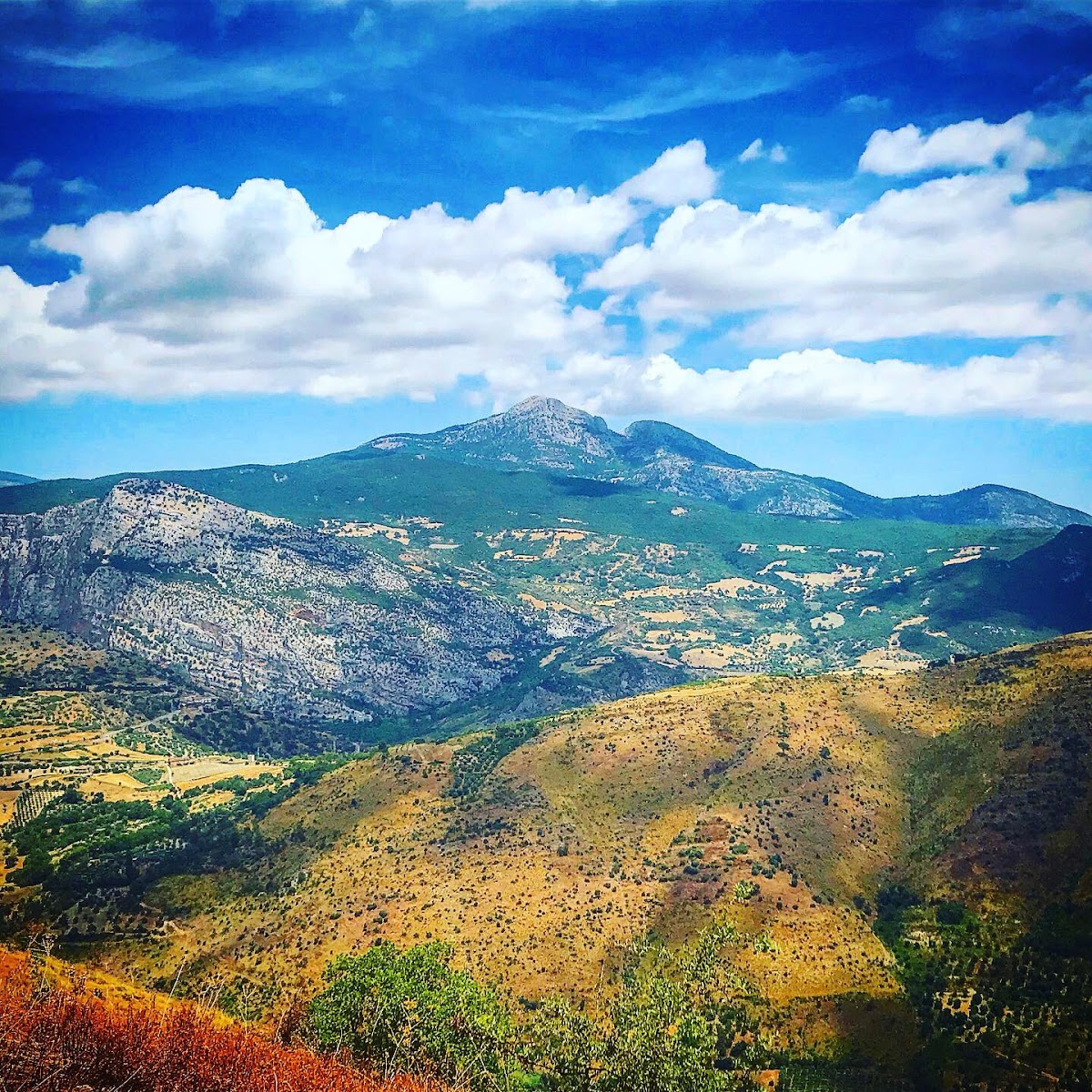 Pollino