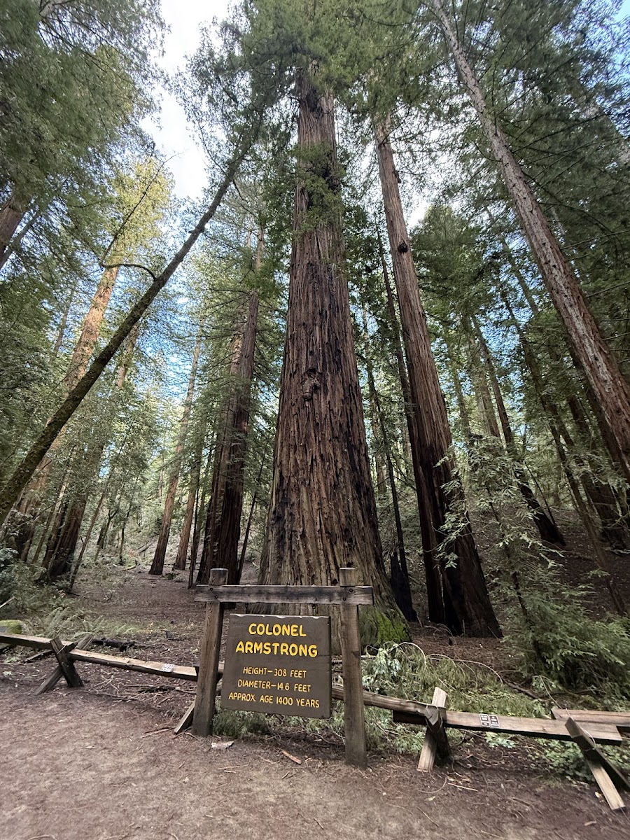 Armstrong Redwoods State Natural Reserve