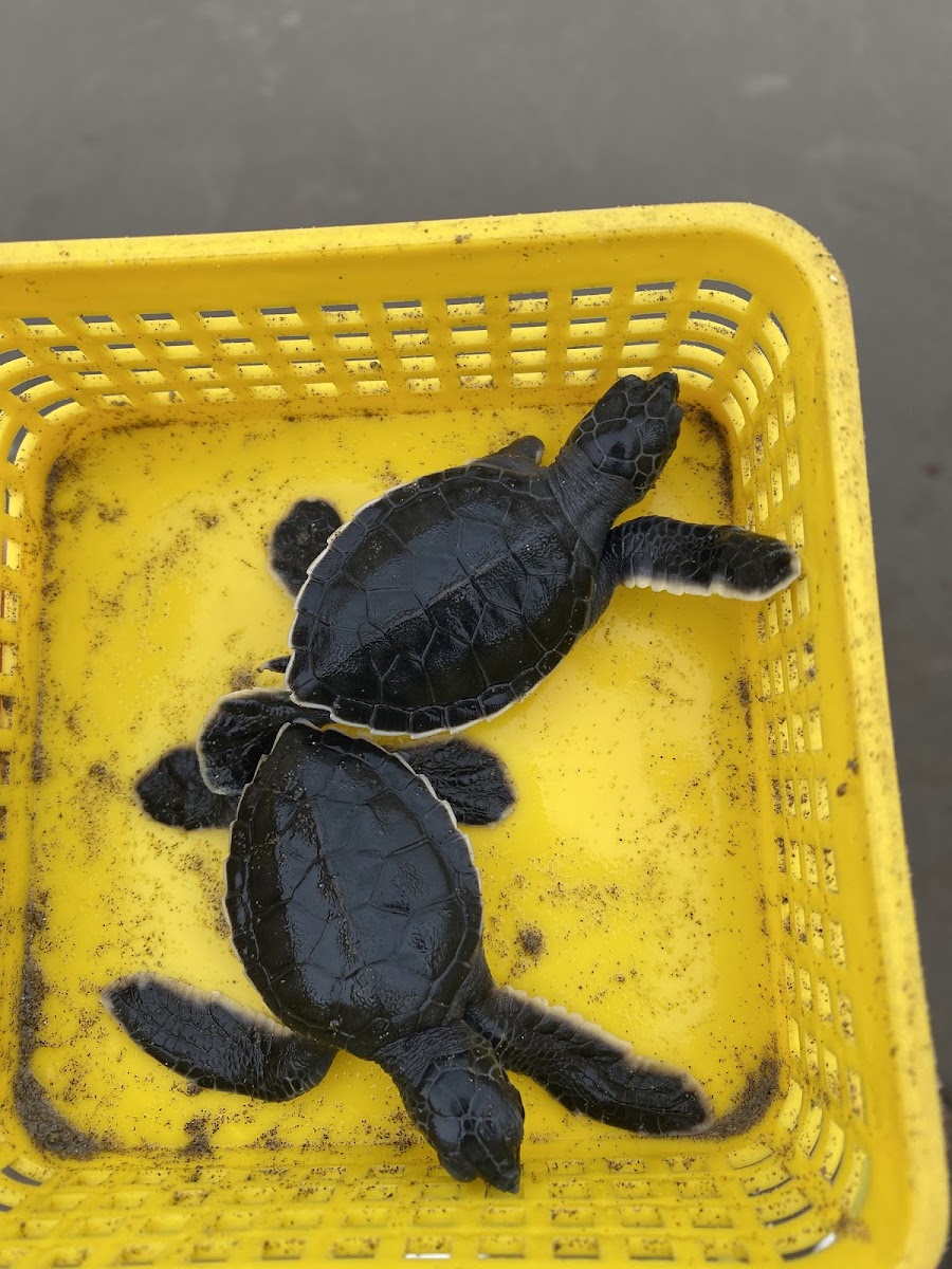 Campamento Tortuguero Vida Milenaria