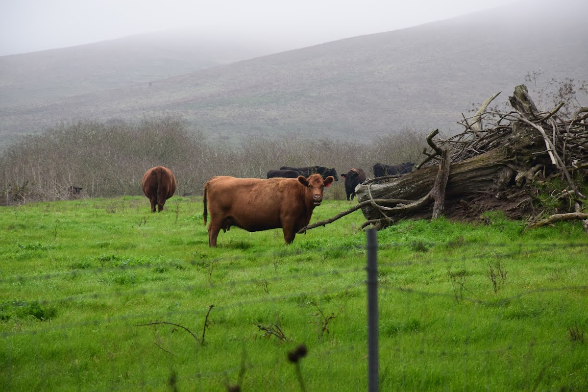 Tomales Hotel photo 3