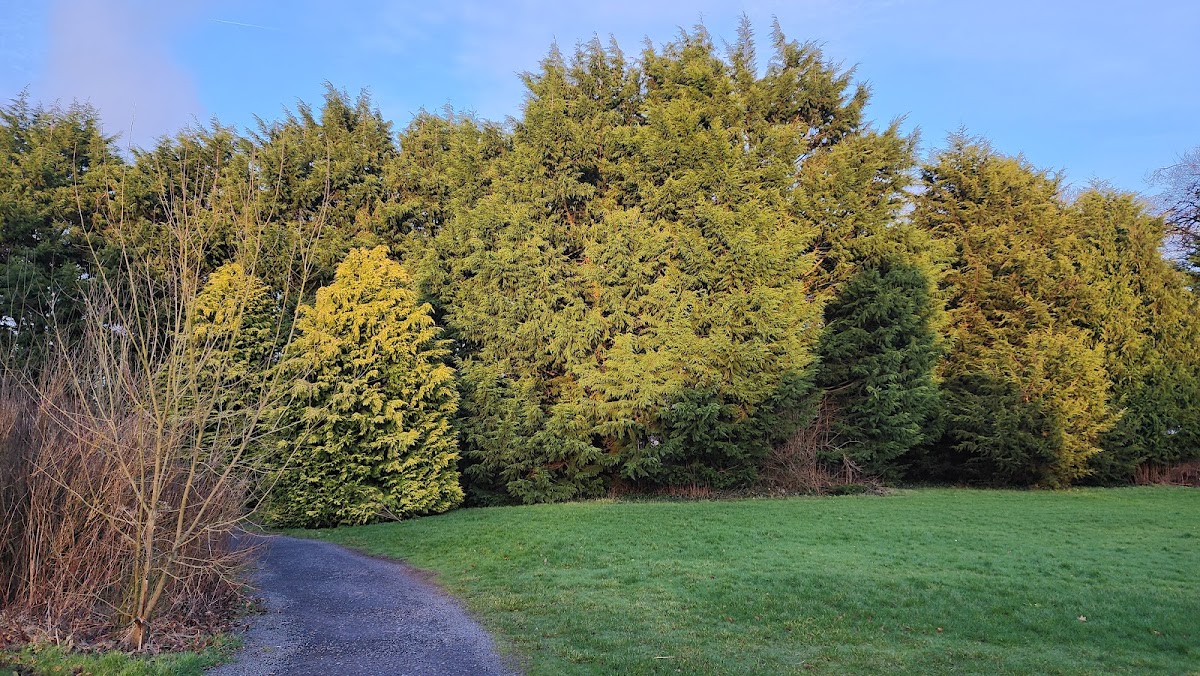 Dark Hedges Estate photo 3