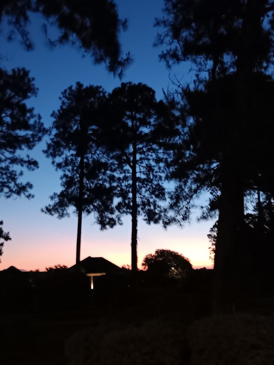 Wild Wing Resort