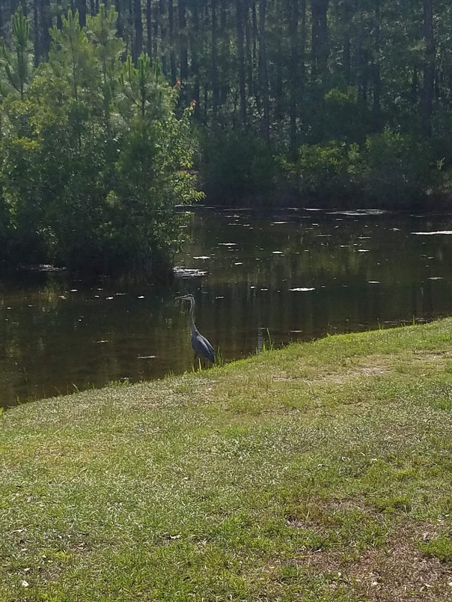 Wild Wing Resort photo 3