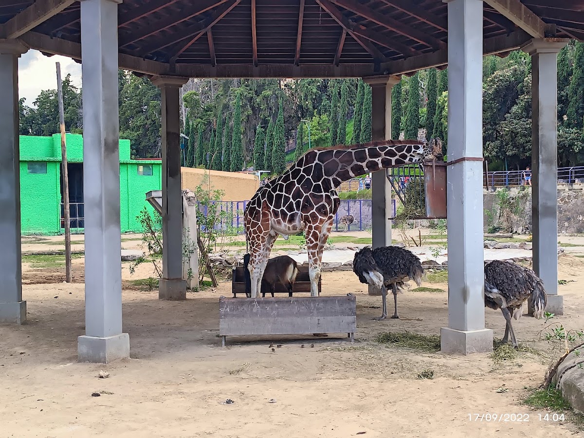 Zoológico del Altiplano de Tlaxcala