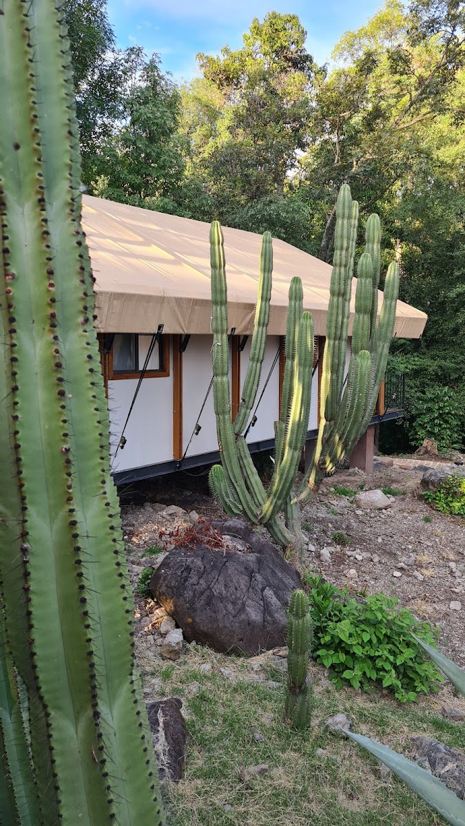 La Puerta Amacueca photo 3