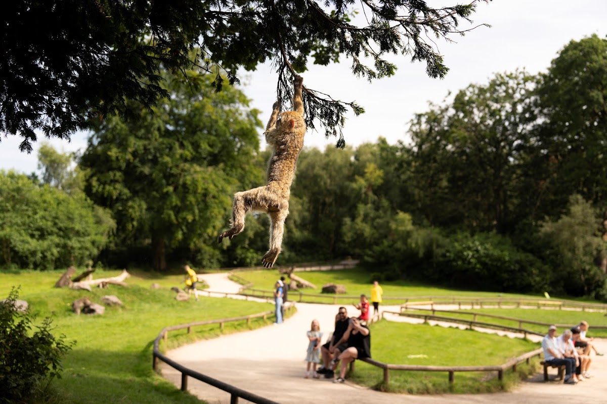 Trentham Monkey Forest