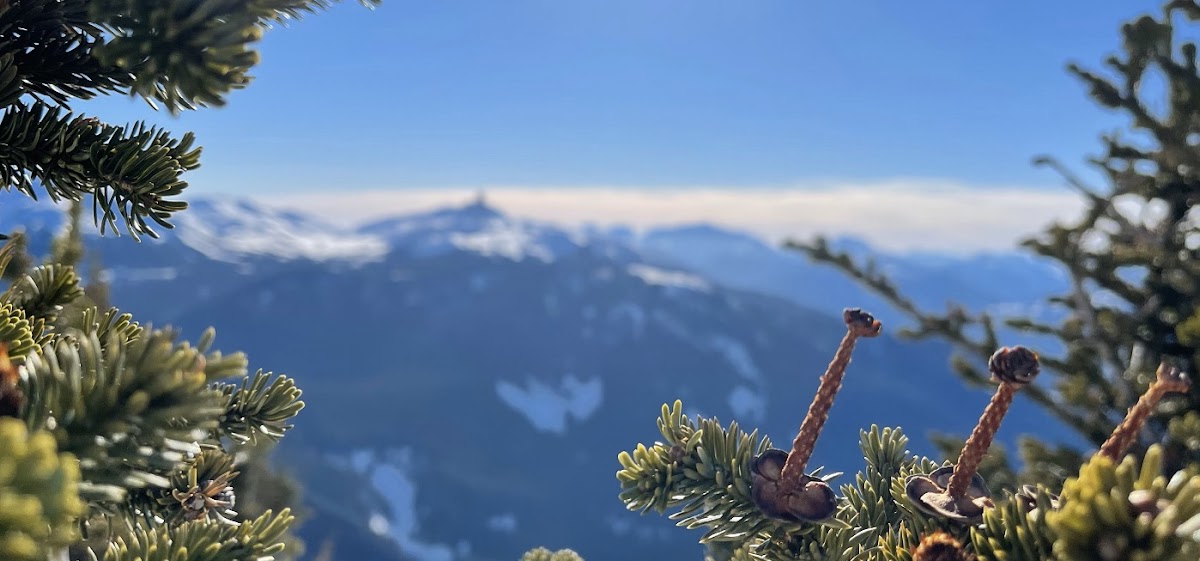 Whiski Jack Resorts Whistler photo 3
