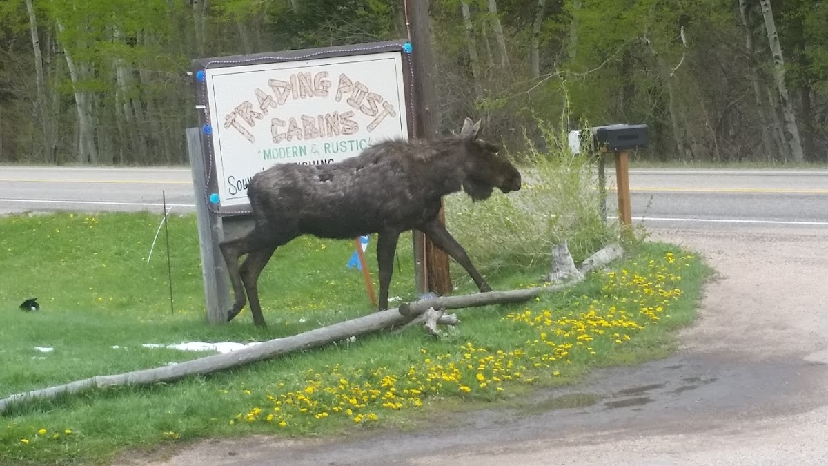 Trading Post Resort photo 3