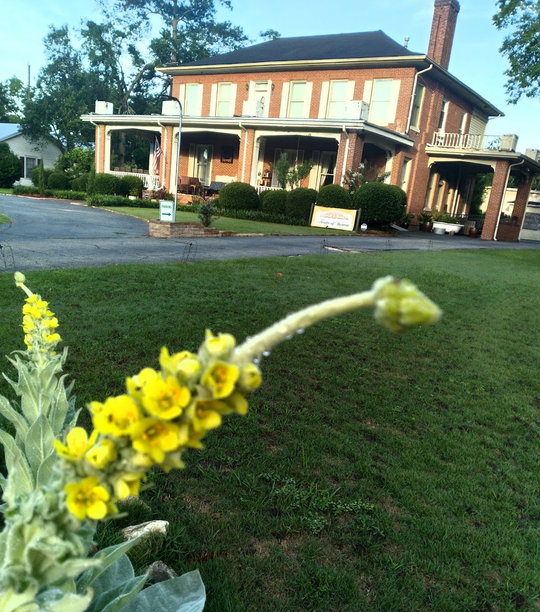 Fruits of Vienna Bed and Breakfast photo 2