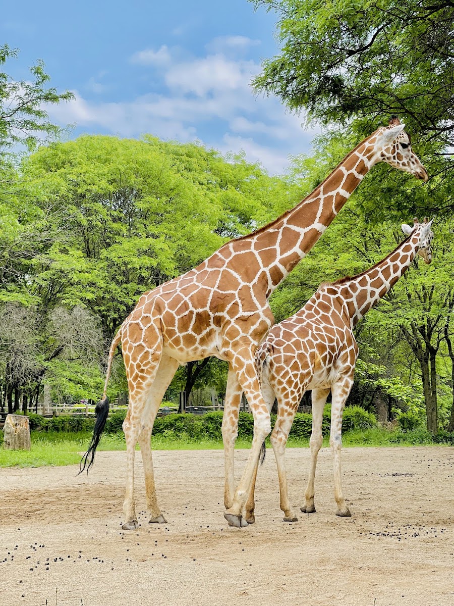 Brookfield Zoo Chicago