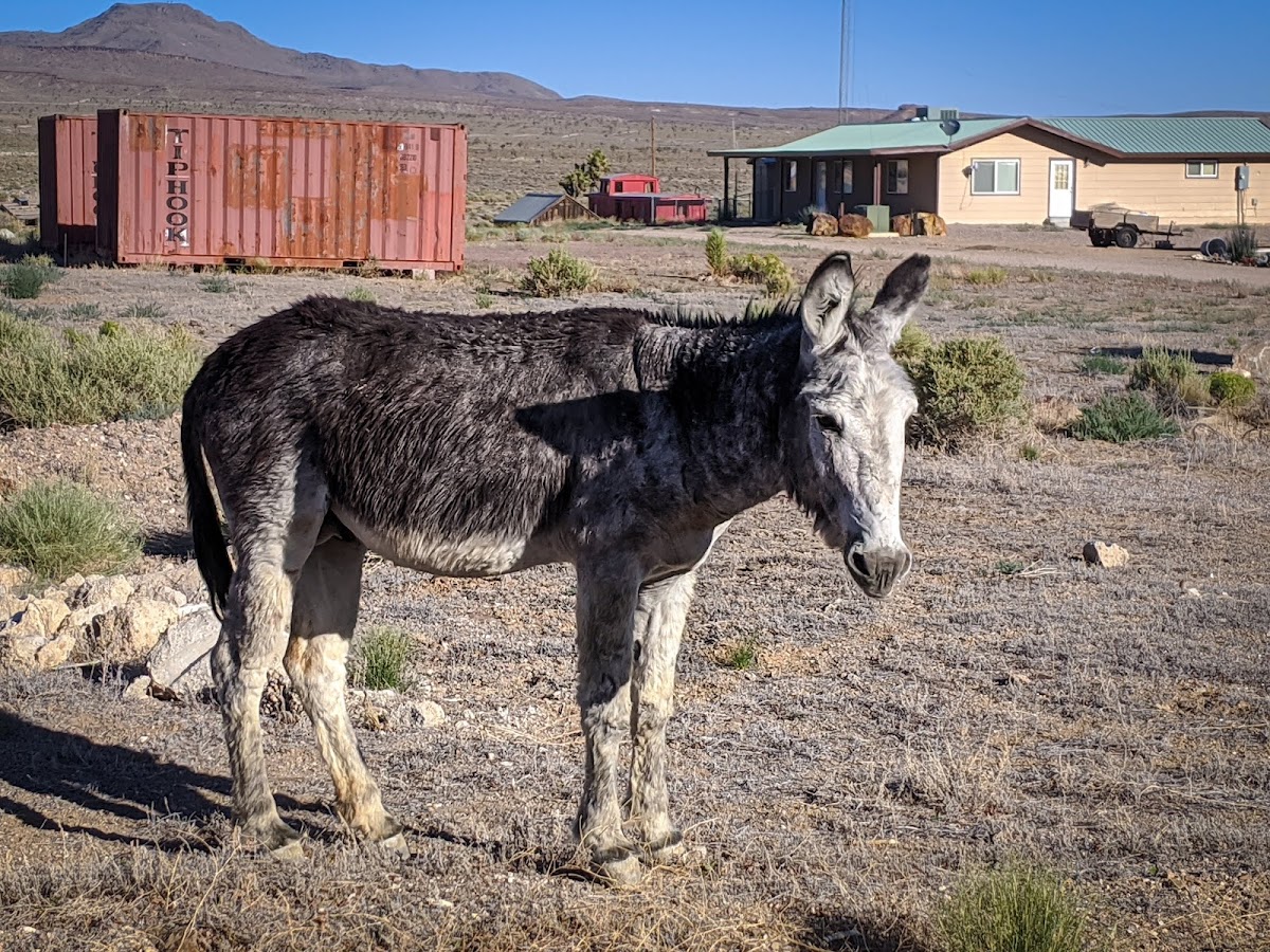 The Goldfield Stop & Stop Inn photo 3