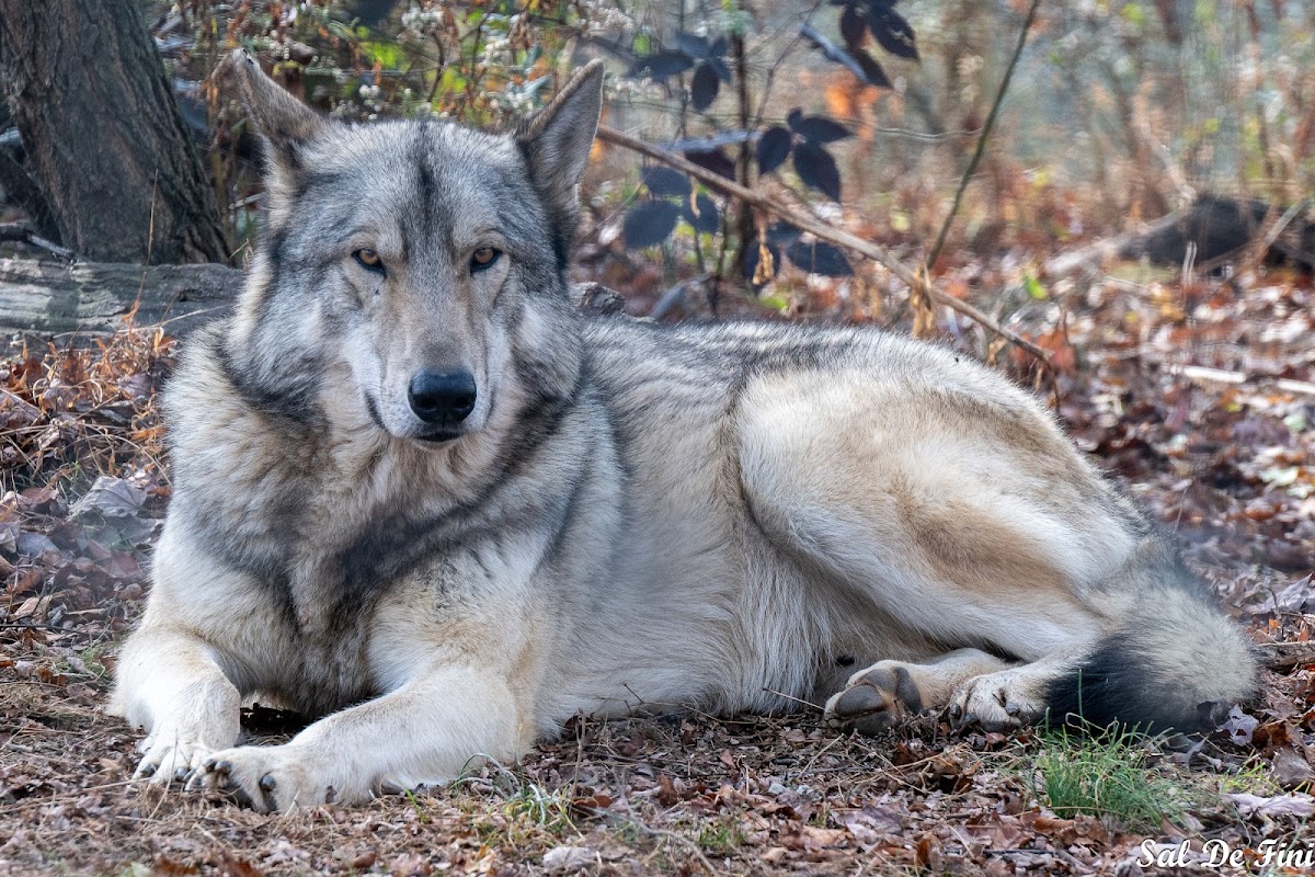 Wolf Sanctuary of PA
