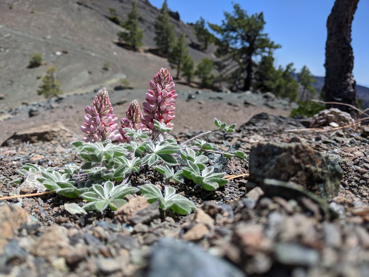 Mount Lassic Wilderness