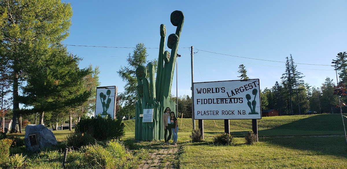 World's Largest Fiddleheads