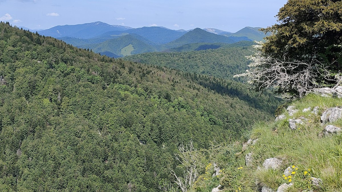 Irati Forest
