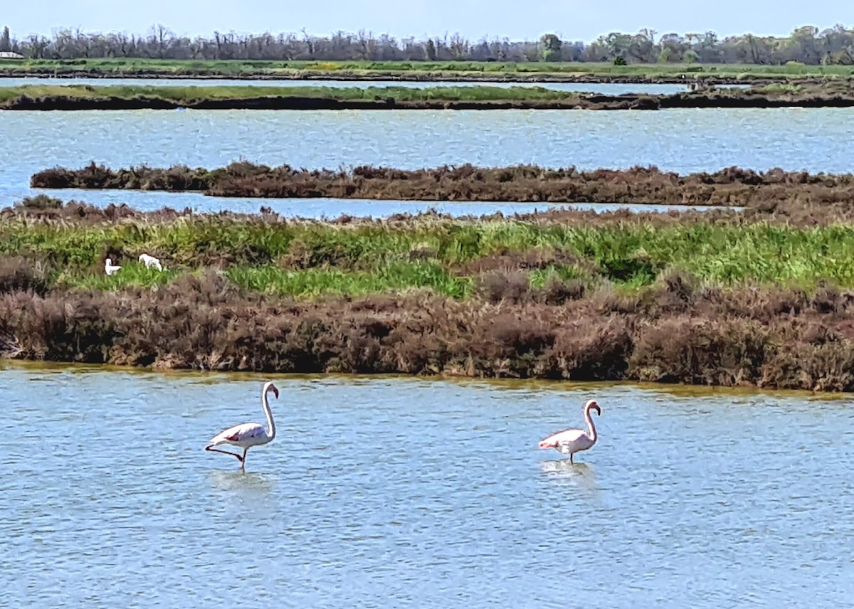 Valli di Comacchio