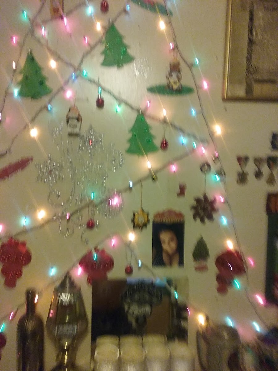 Bright Star Motel photo 2