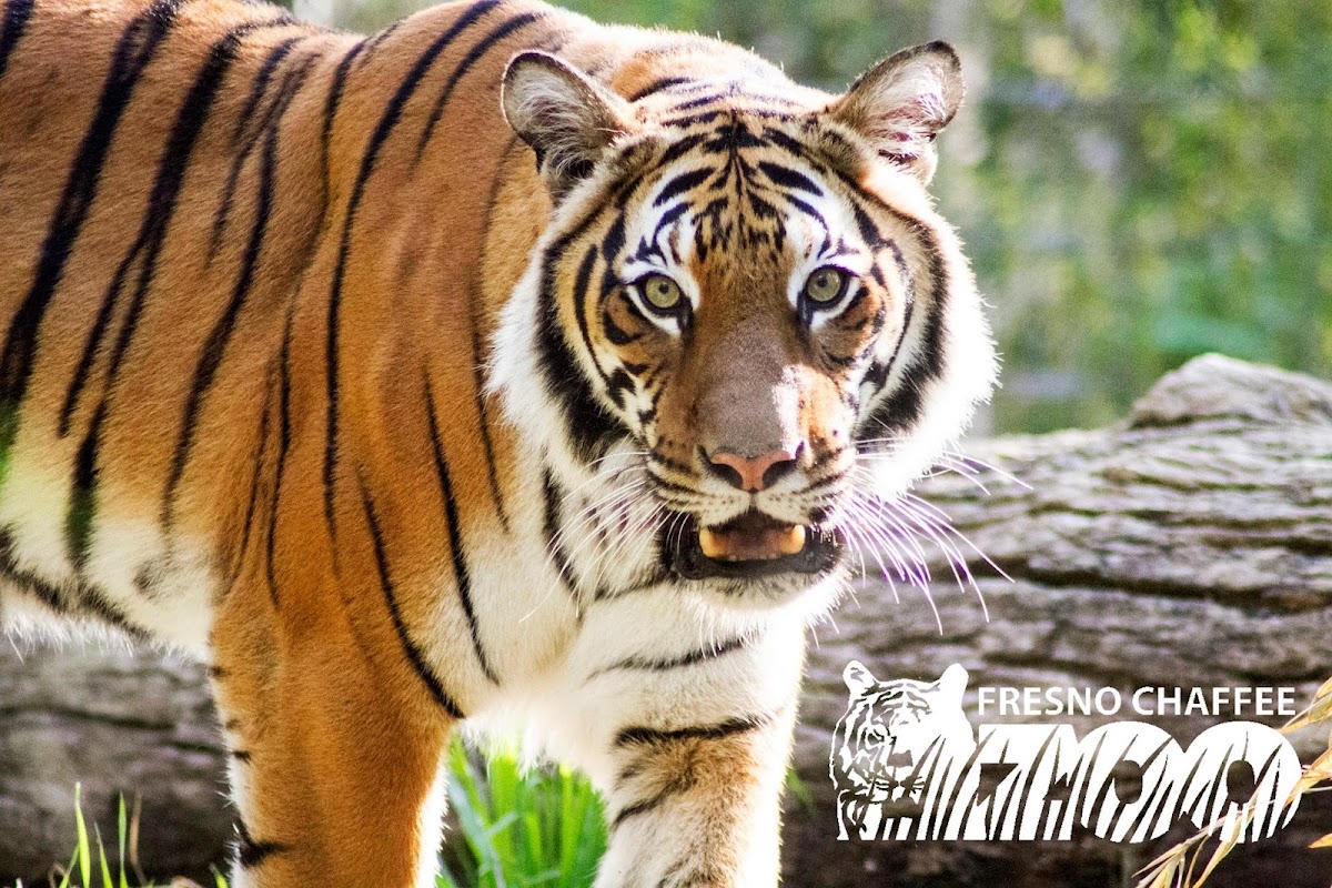 Fresno Chaffee Zoo