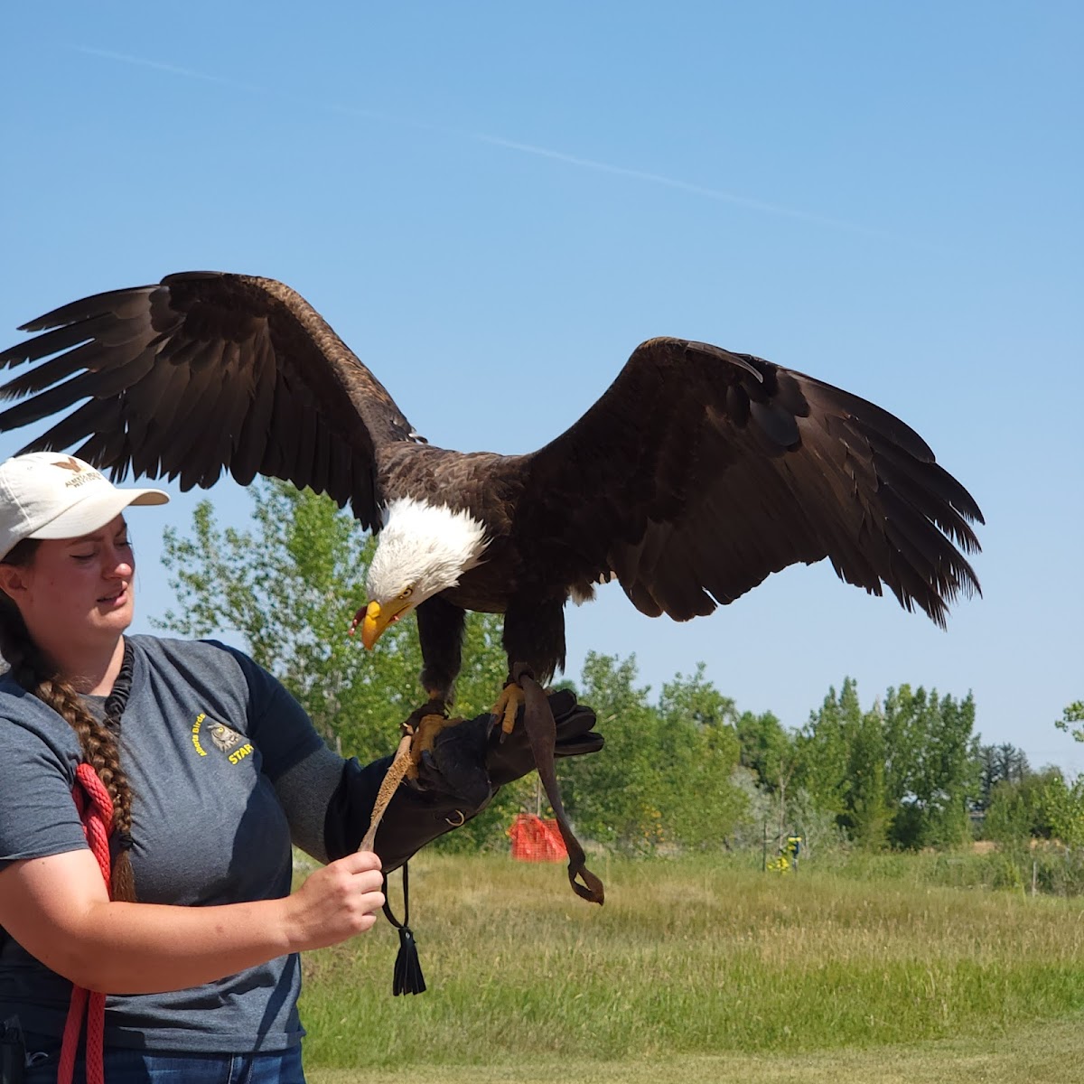 Alberta Birds of Prey Foundation