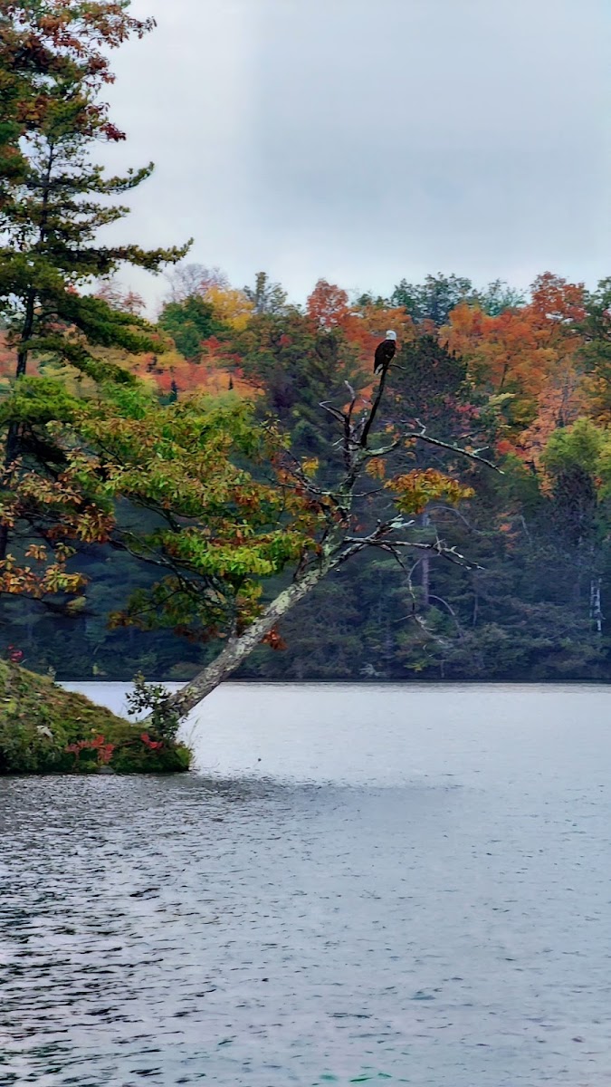 Madeline Lake Resort photo 3
