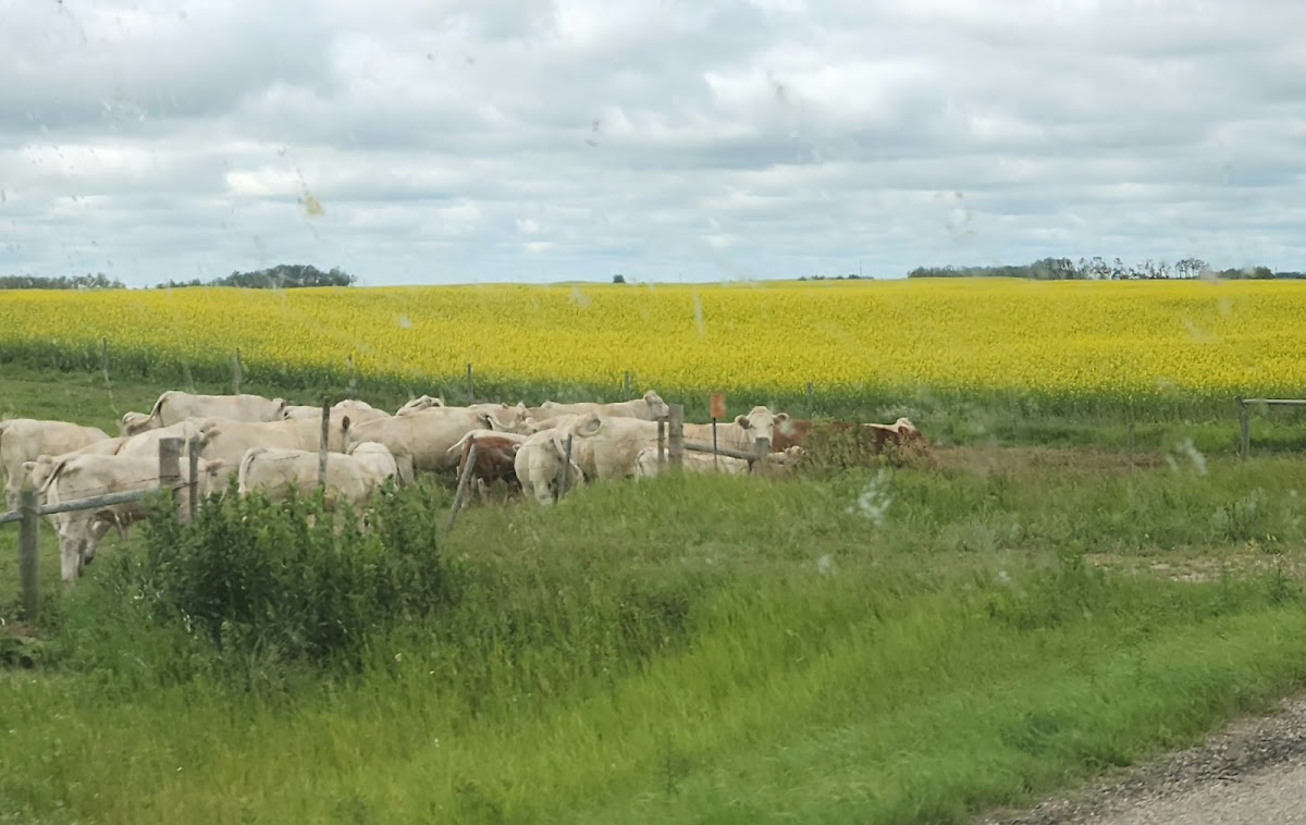 Moosomin Lake