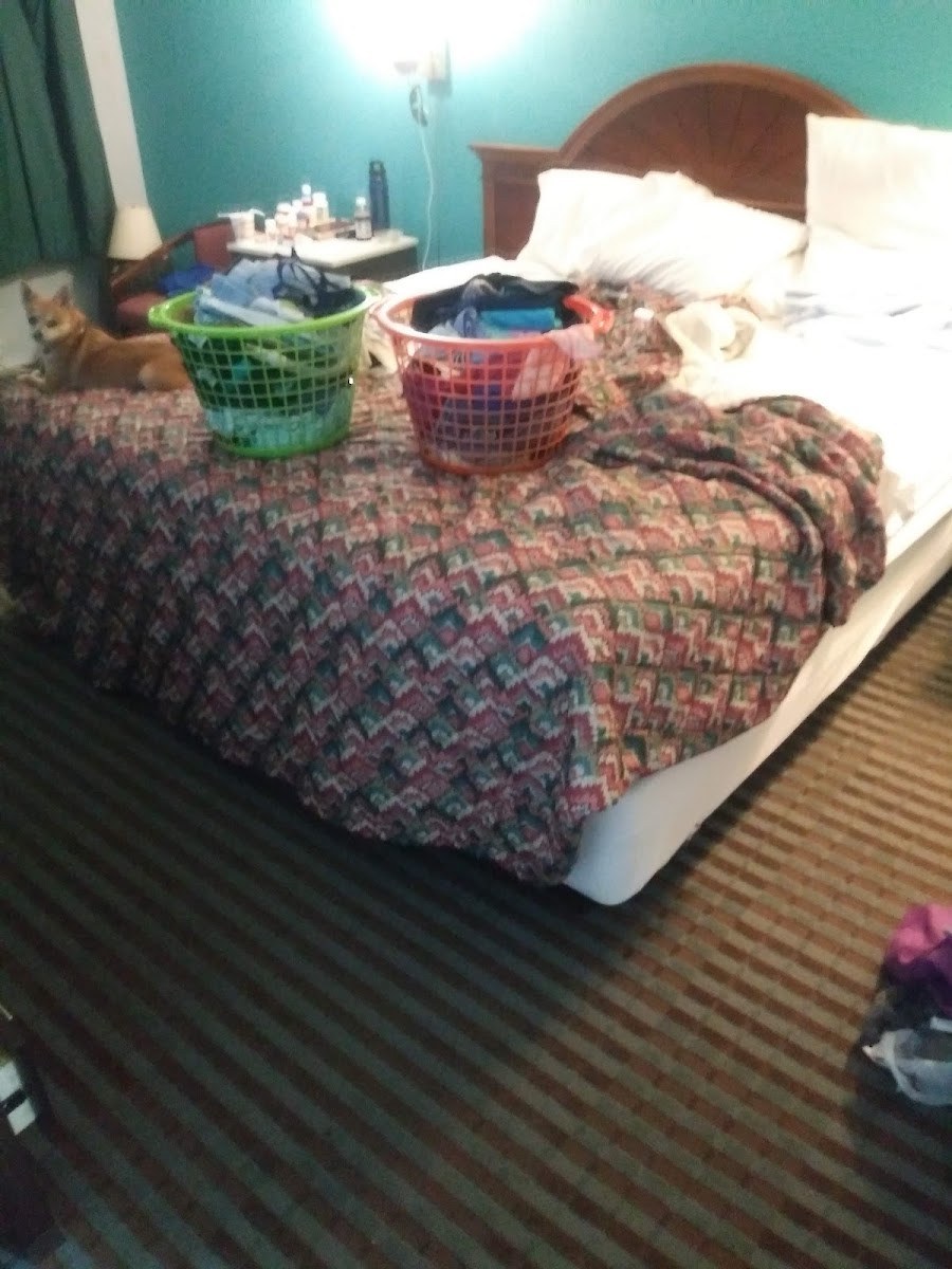 Rodeway Inn Leesburg Chain of Lakes photo 3