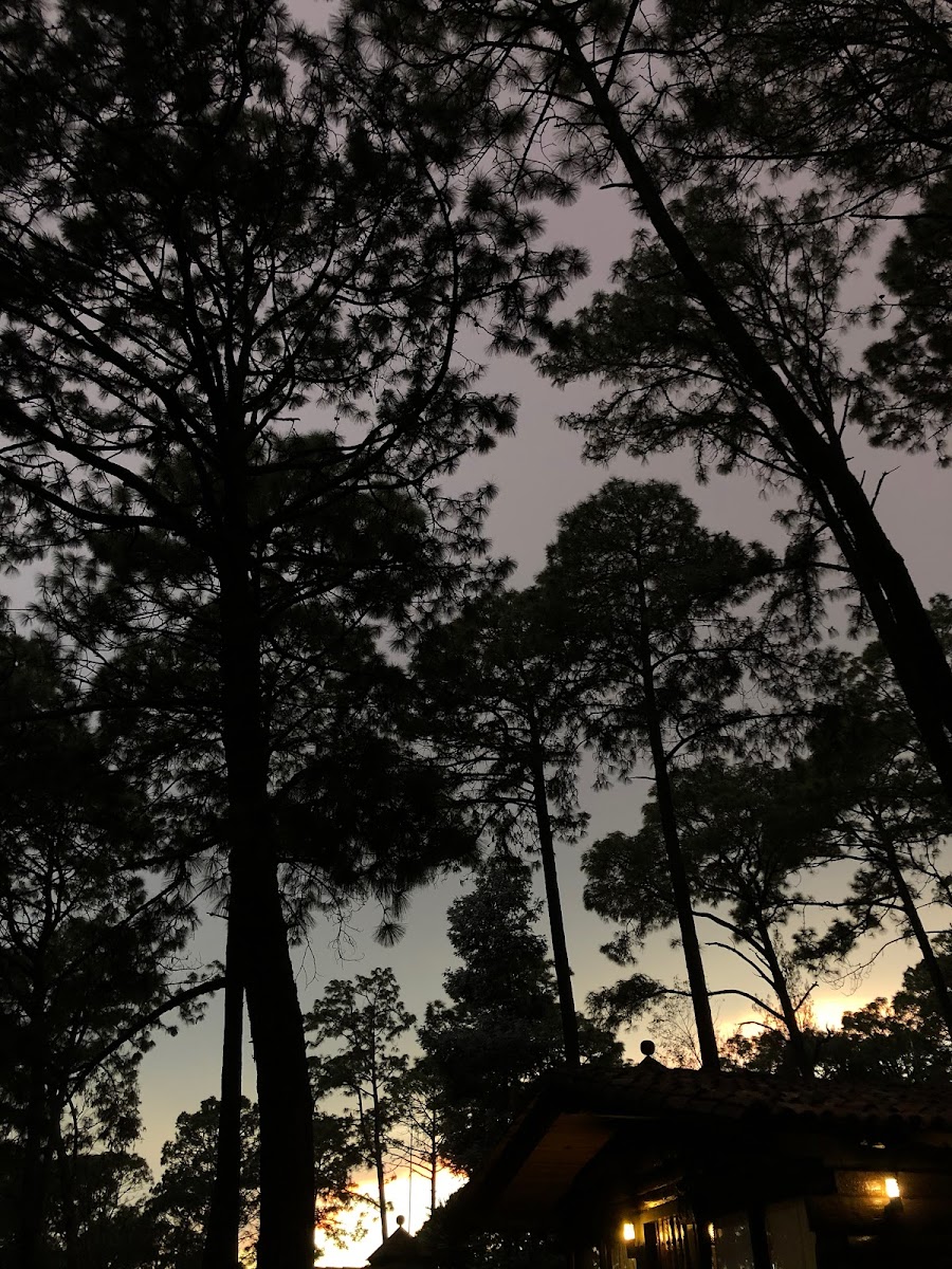 Monteverde photo 3