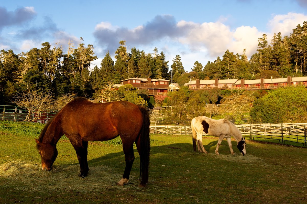 Stanford Inn & Resort on the Mendocino Coast photo 2