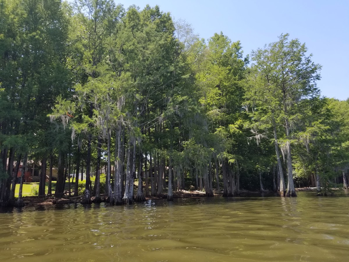 Club Wyndham Lake Marion photo 3