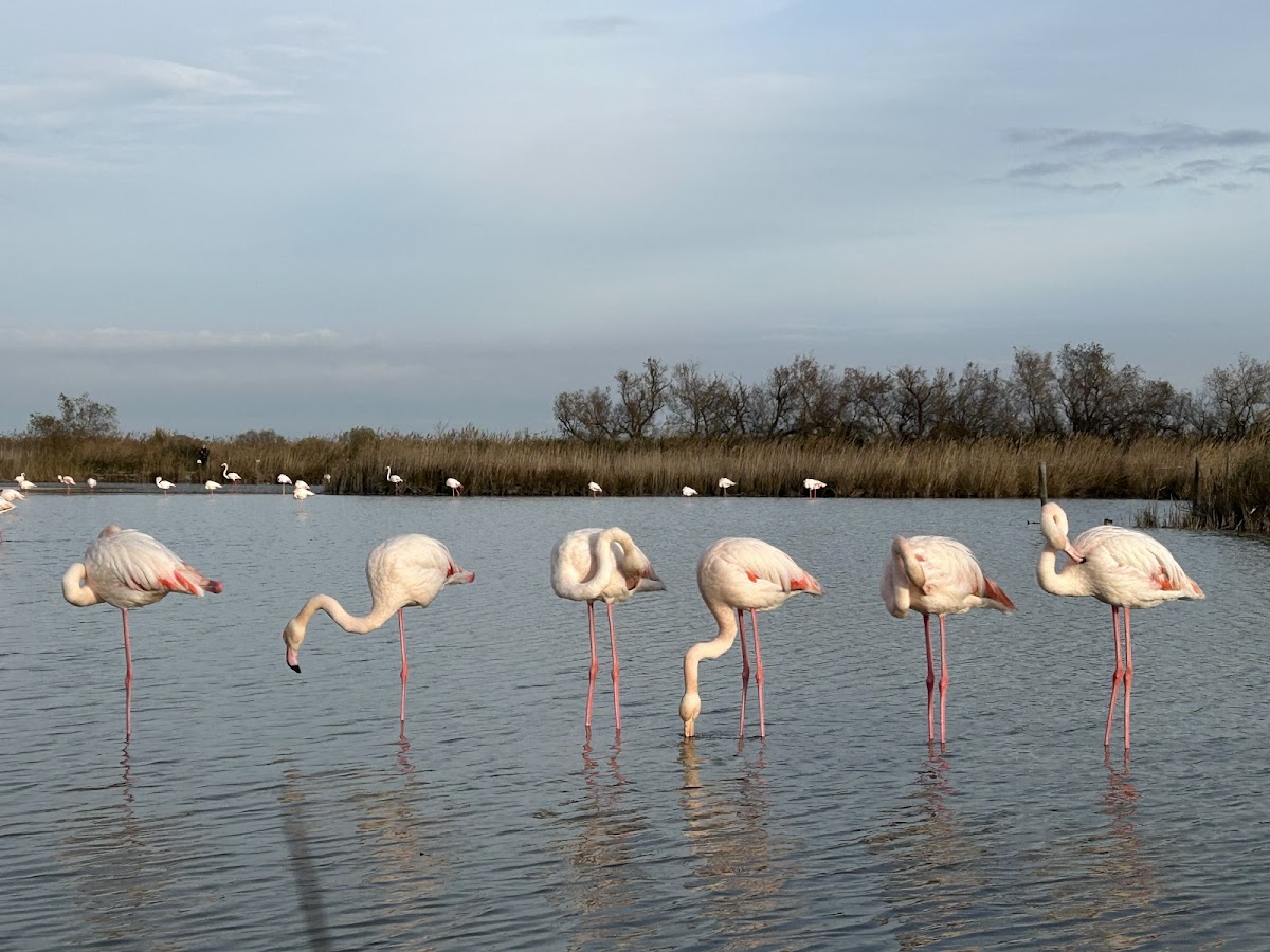 Camargue Regional Nature Park
