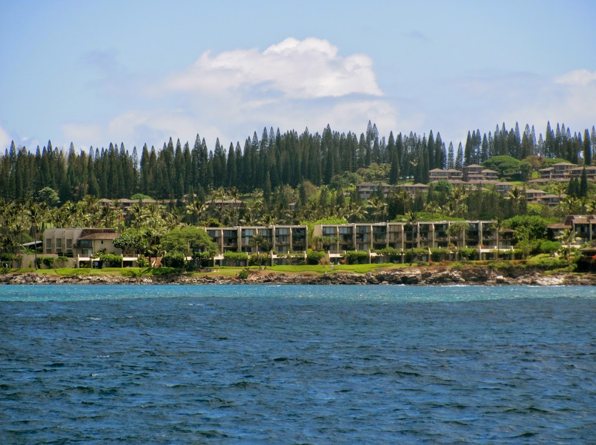 Napili Point Resort Rental, LLC photo 2