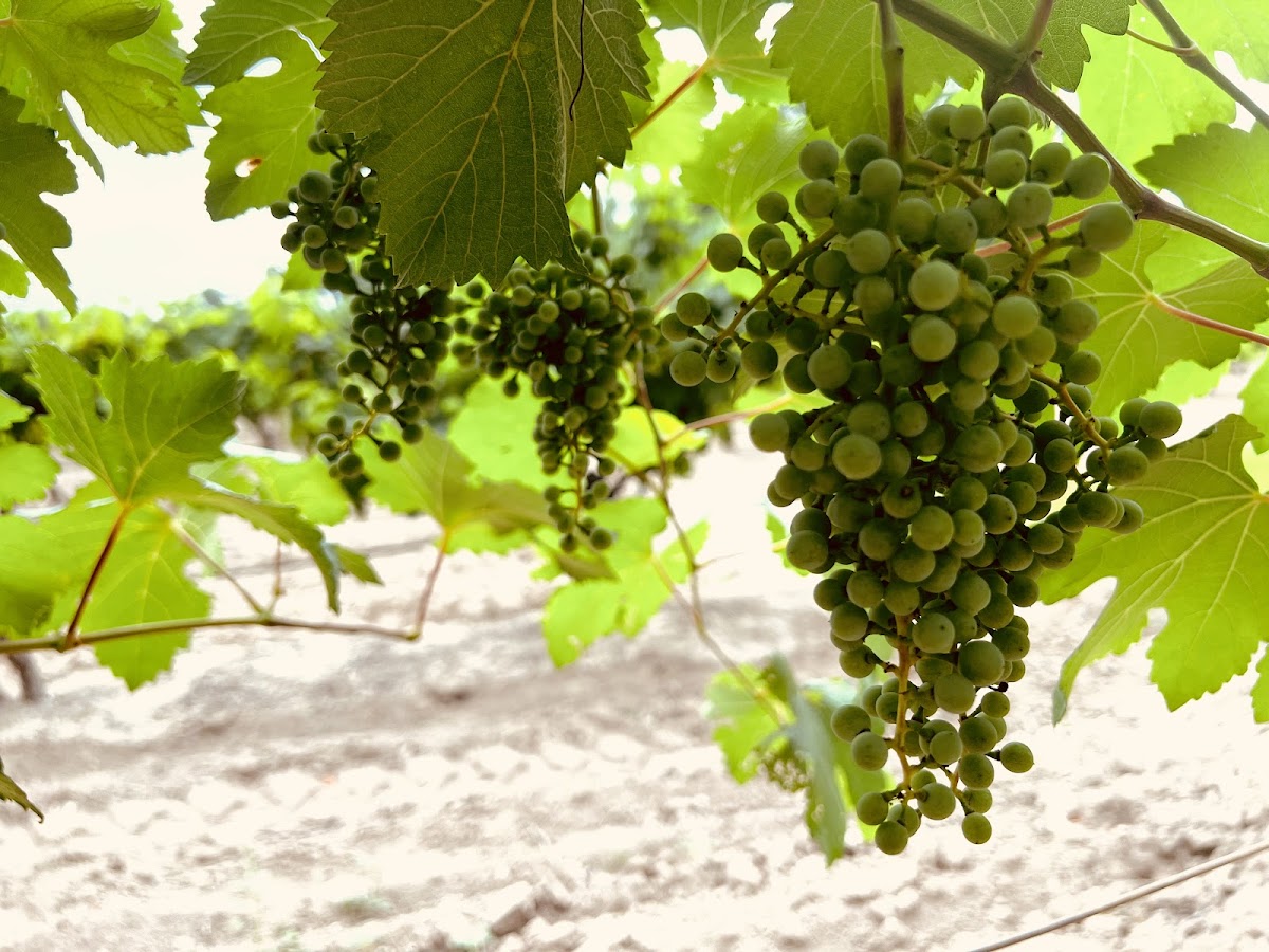 Val Verde Winery
