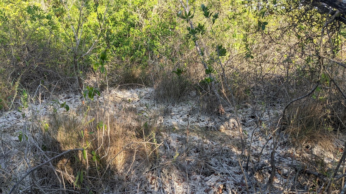 Reserva de la Biósfera Los Petenes
