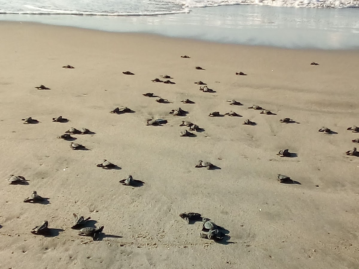 CENTRO DE PROTECCIÓN Y CONSERVACIÓN DE LA TORTUGA MARINA 