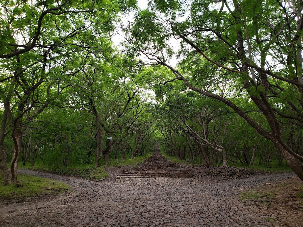 BOSQUE CUAUHTÉMOC